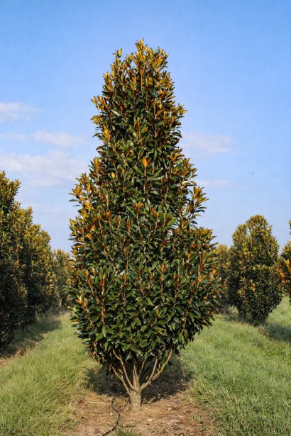 Магнолія великоквіткова Альта доросле дерево